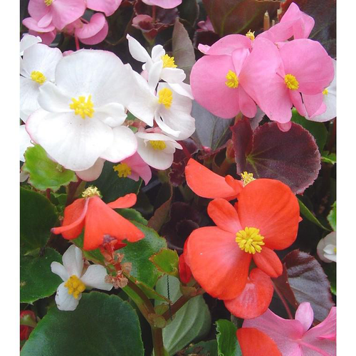 Visuel 1 du produit Bégonia Semperflorens à fleurs multicolores - Le pot Ø 10,5 cm