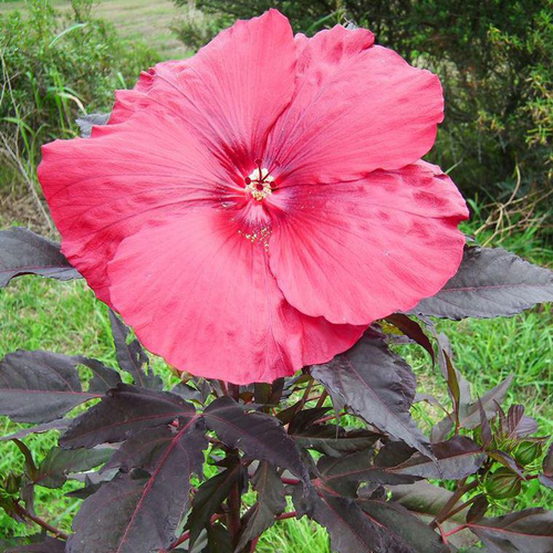 Visuel 1 du produit Hibiscus Moscheutos The red rouge en pot de 4 L