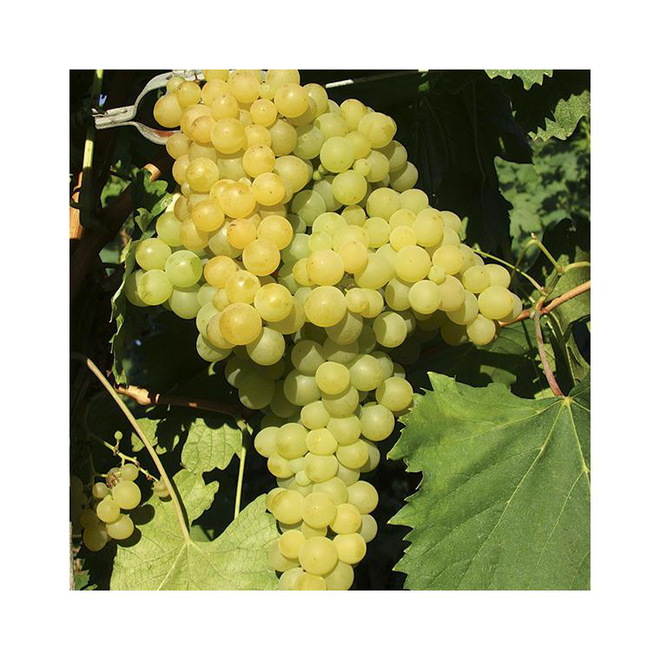 Grape 'Exalta' 3Ltr Pot main image 0