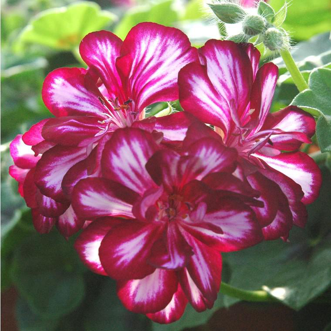 Géranium lierre à fleurs doubles La jardinière de 50 cm botanic® — free download