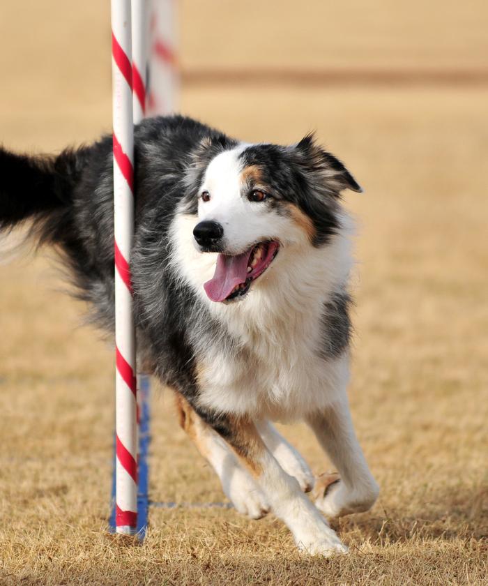 Chien qui fait du parcours d'obstacles