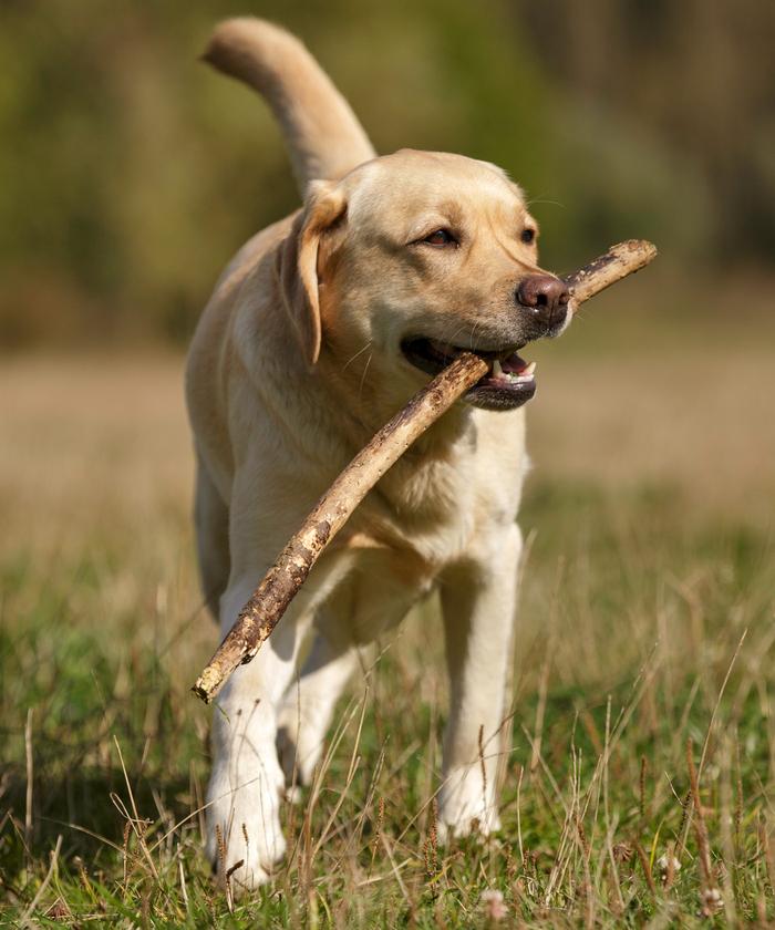 Labrador dans la nature avec un baton