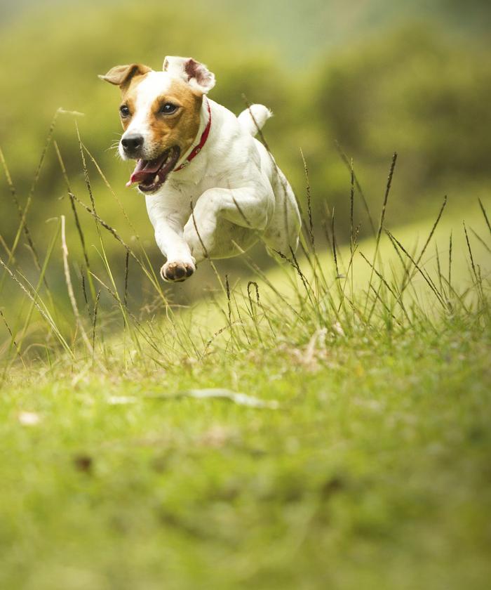 Petit chien qui court dans les herbes