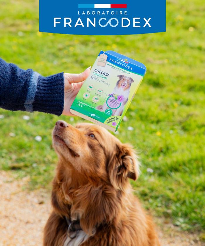Chien dans la nature avec produit antiparasitaire