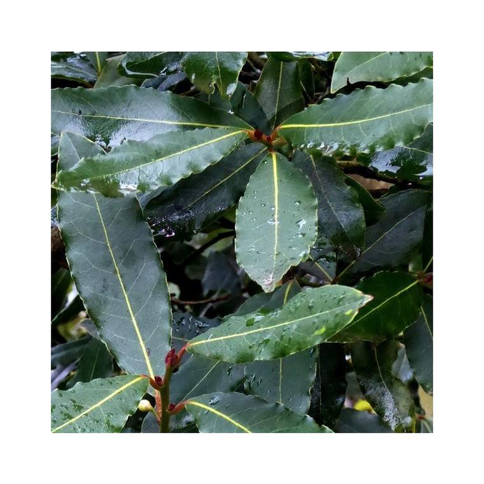 Laurier sauce (Laurus Nobilis) 1/4 tige. Le pot de 9 litres botanic® — free download