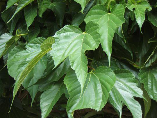 Mûrier Platane Fruitless'. Le pot de 30 litres | botanic®